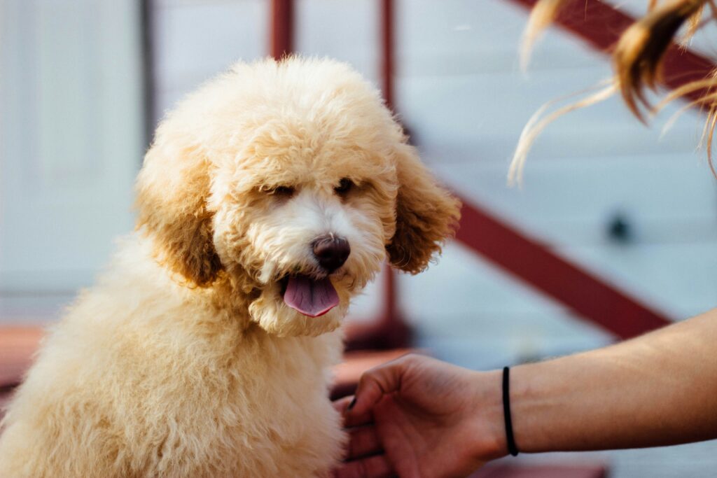 Moyen Poodle Image