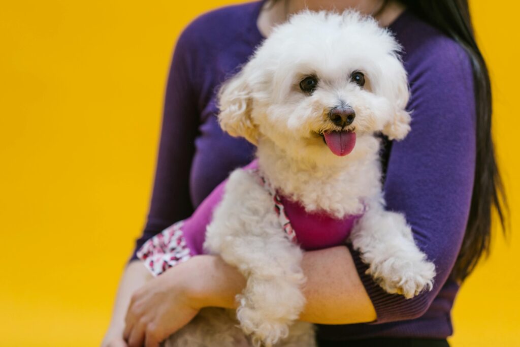 Moyen Poodle with a Woman