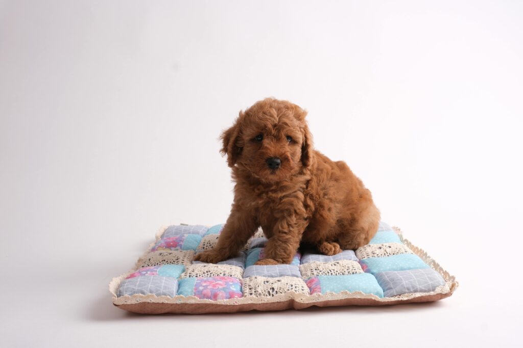 Red Moyen Poodle