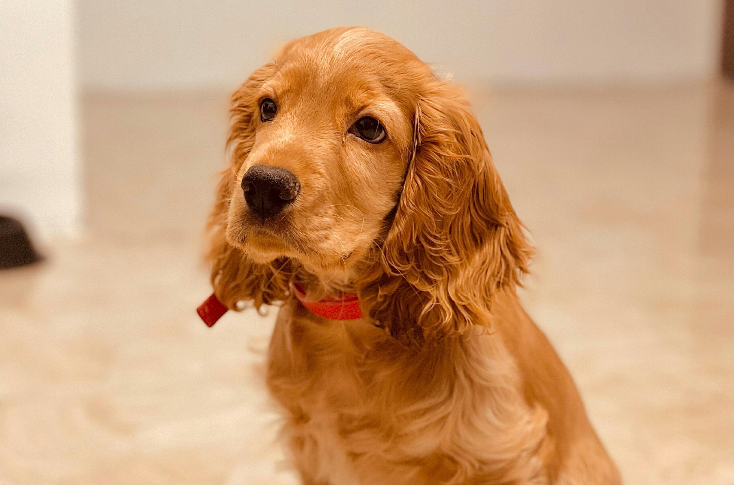 Red moyen poodle sitting calmly