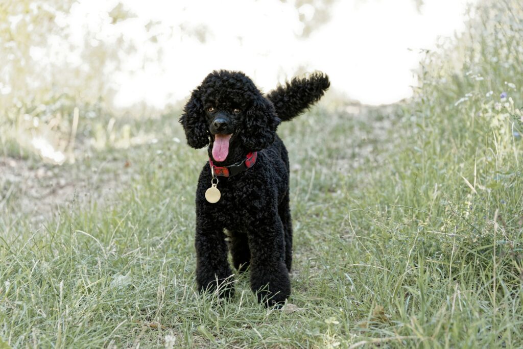 Black Miniature Poodel