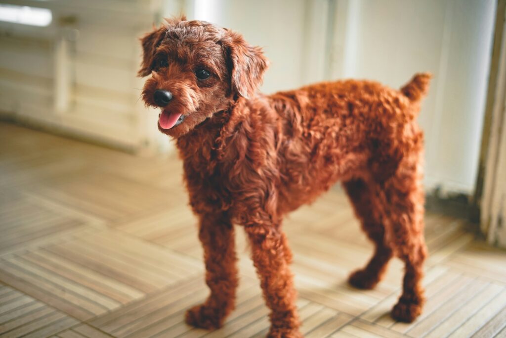 Miniature Poodle Standing on Floor