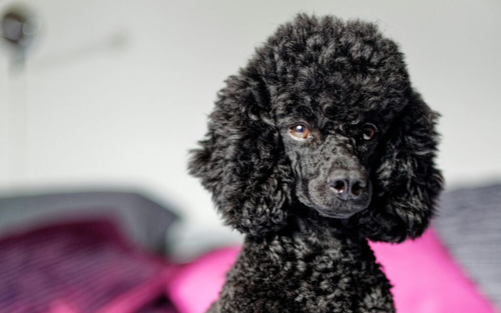 Black Moyen Poodle