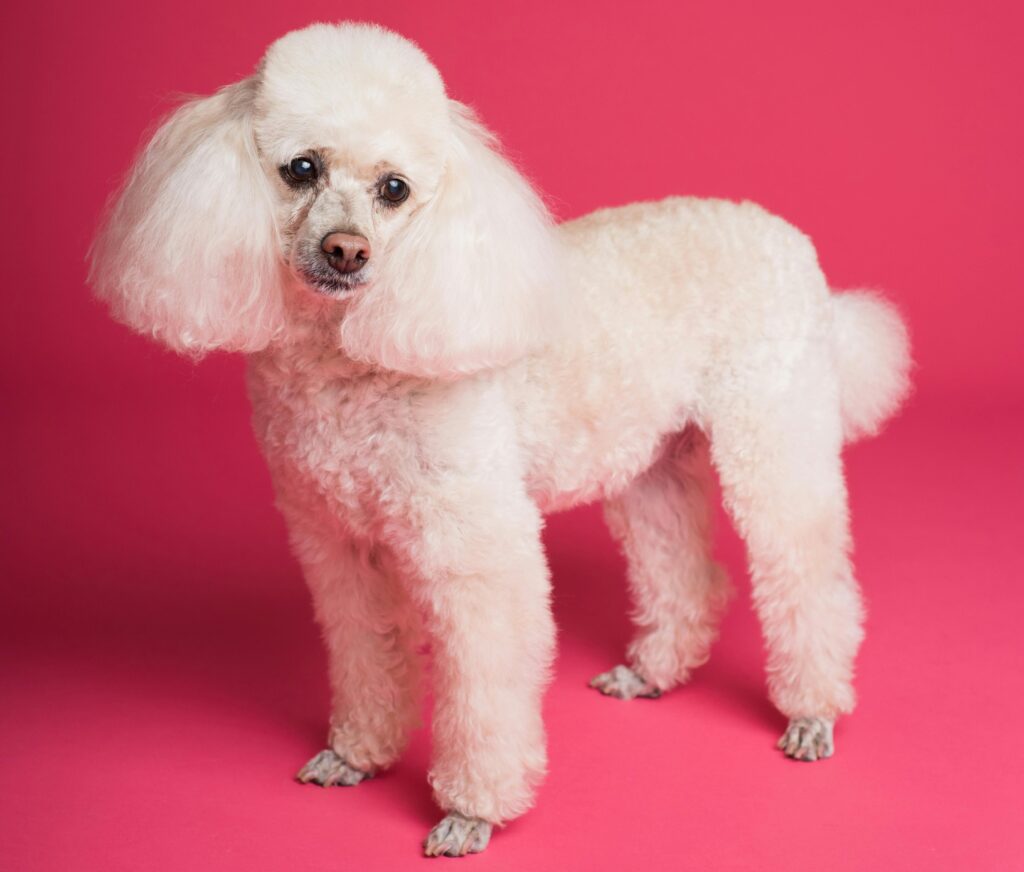 White Moyen Poodle Standing 