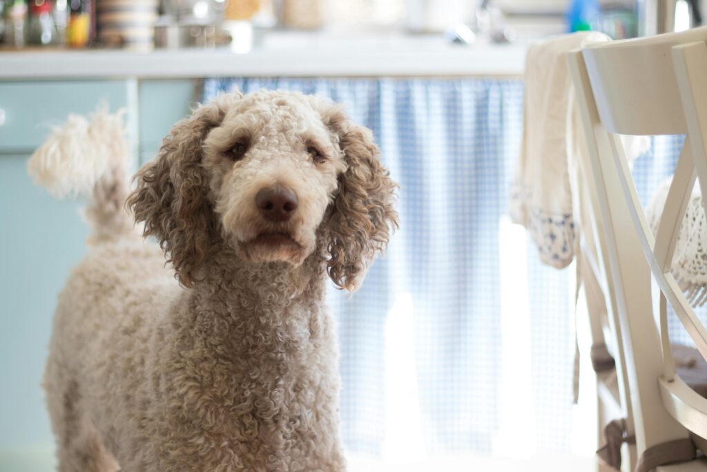 Moyen Poodle Standing