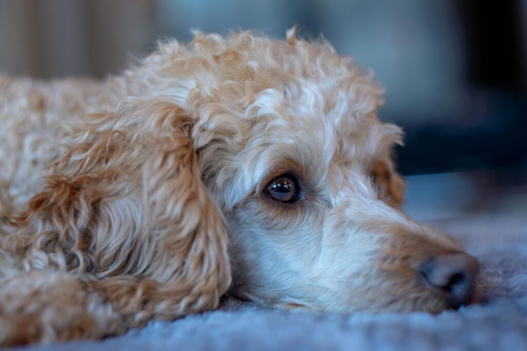 Moyen Poodle Resting