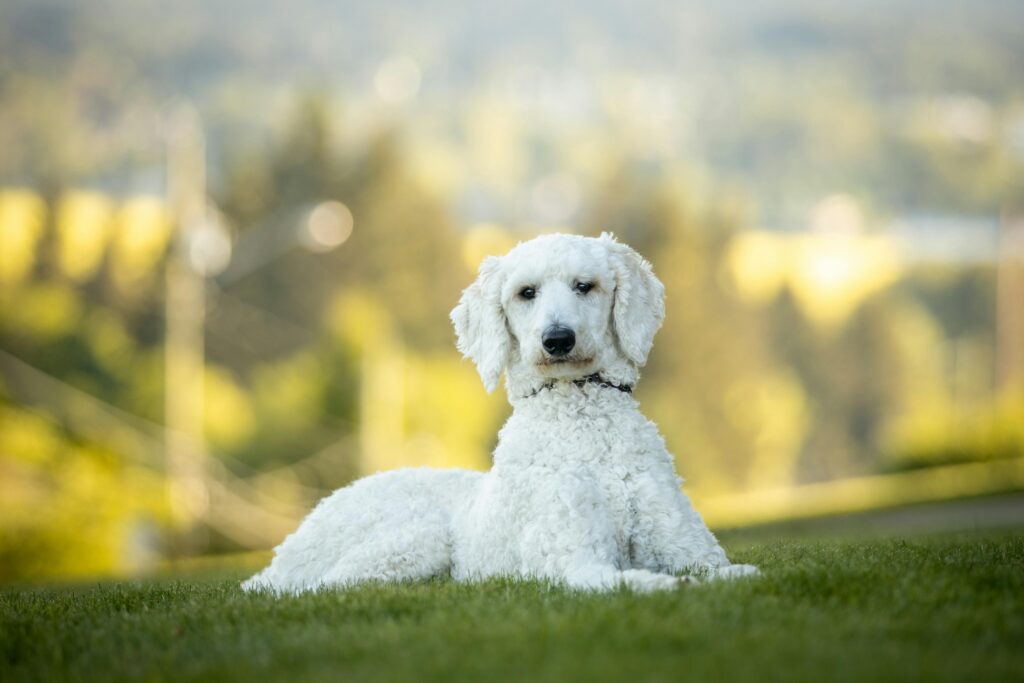 Poodle Sitting on Grass