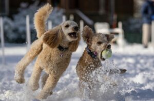 Moyen Poodlae and Standard Poodle