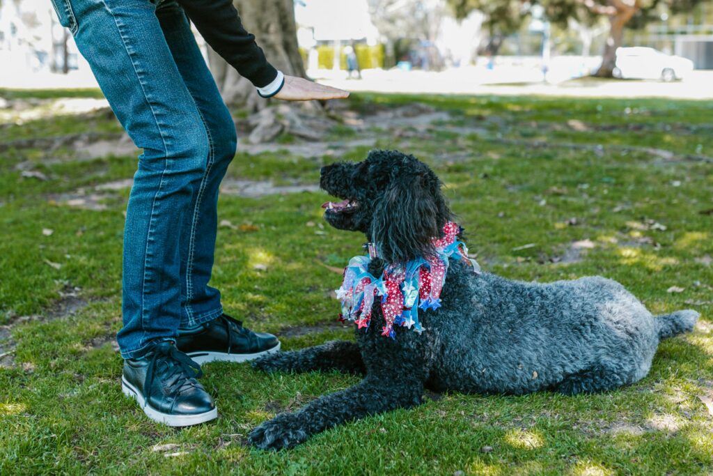 Black Standard Poodle Sitting on Ground