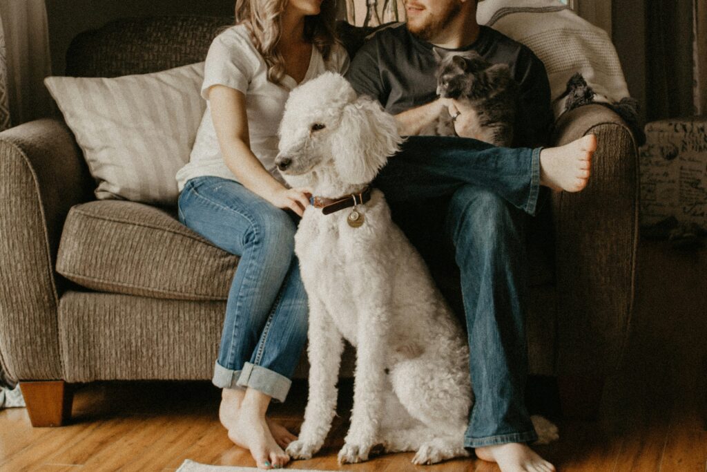 White Standard Poodle in Sitting Position