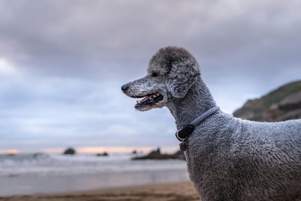 Standard Poodle near Sea