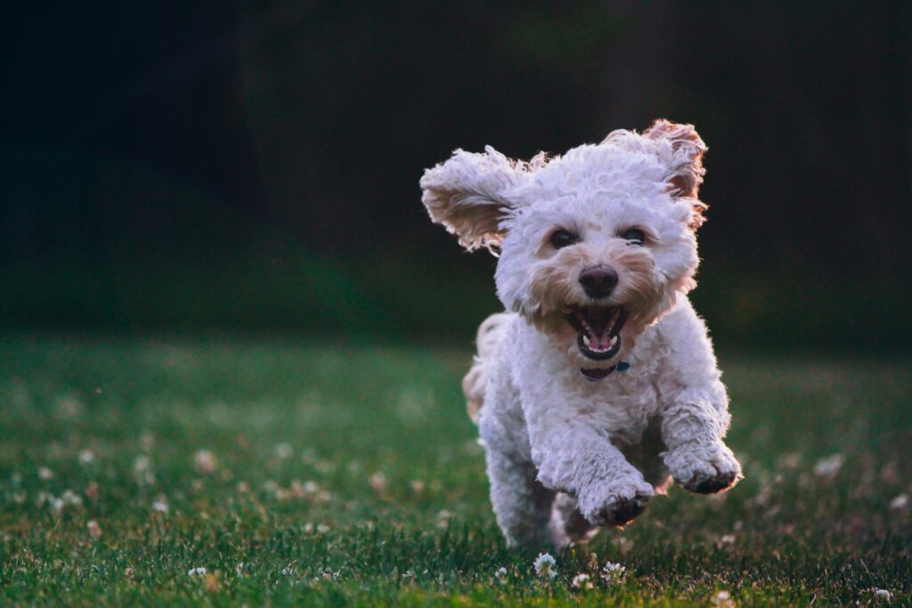 Toy Poodle Running