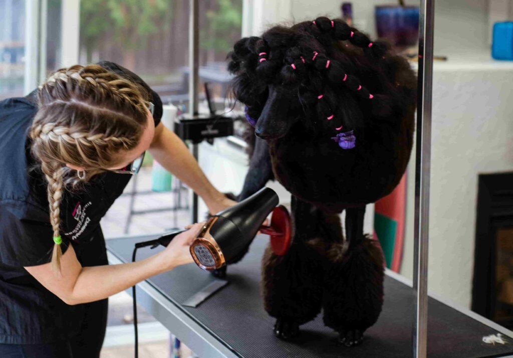 Black moyen poodle getting groomed