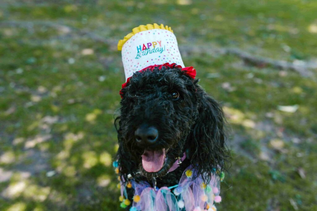 Black poodle wearing hat