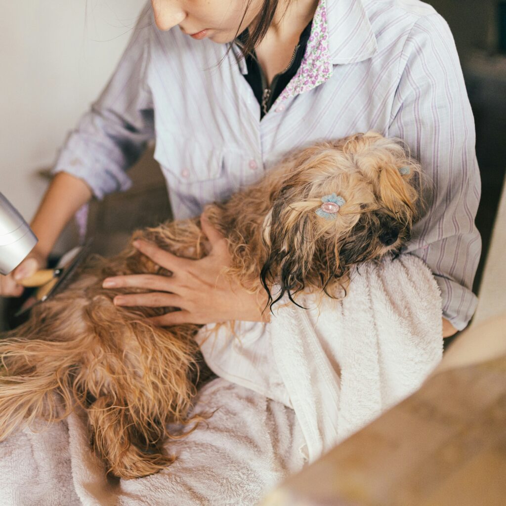 Poodle getting bath and brushing