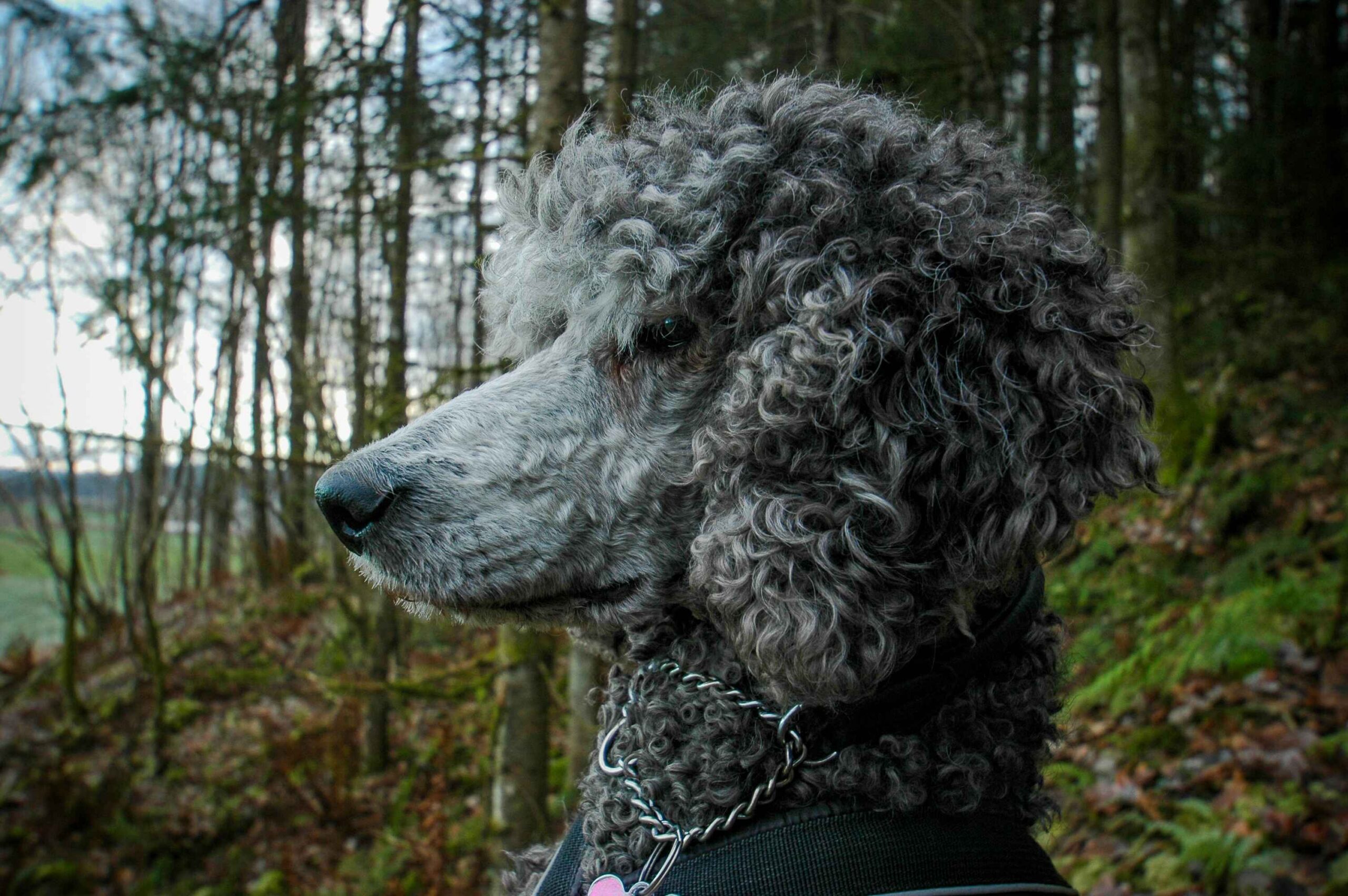 Moyen poodle close up image