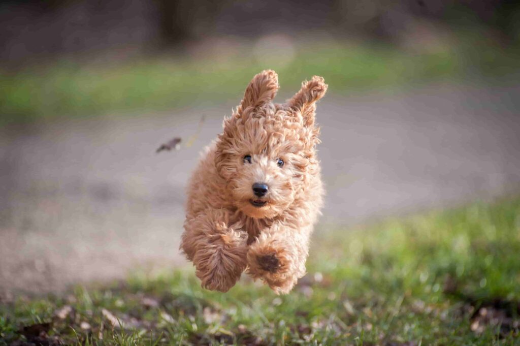 Brown poodle running on grass