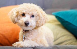 Poodle sitting on bed