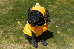 Black poodle sitting