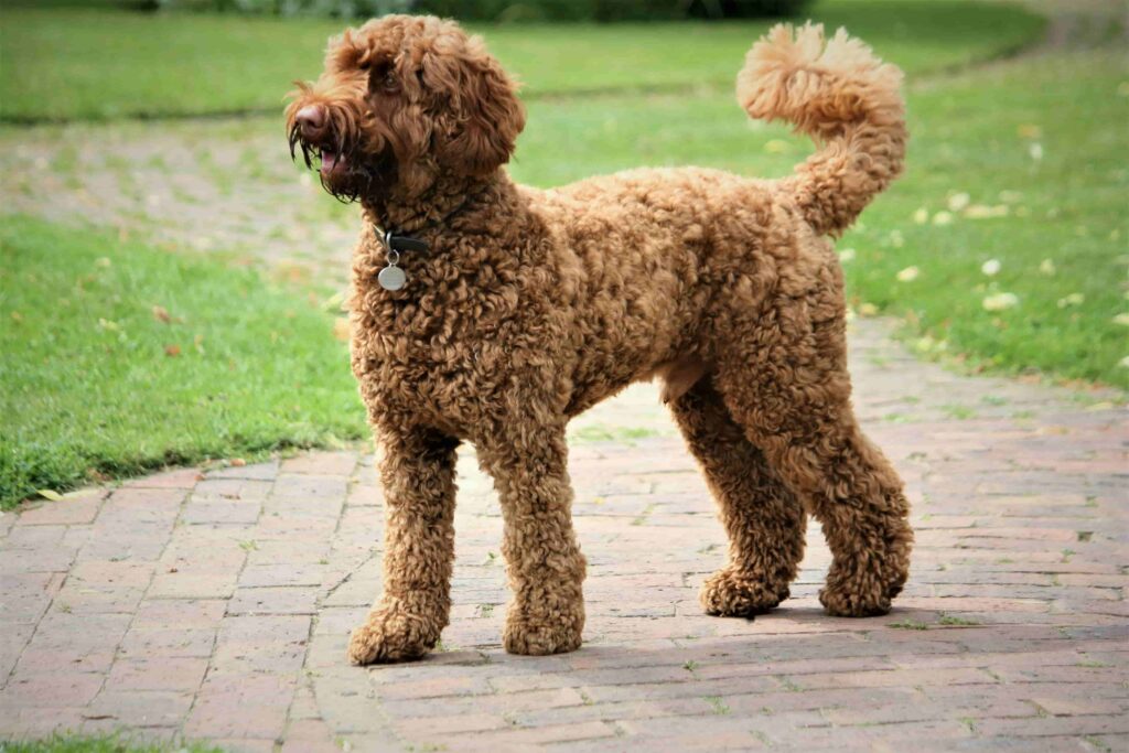 Brown poodle standing