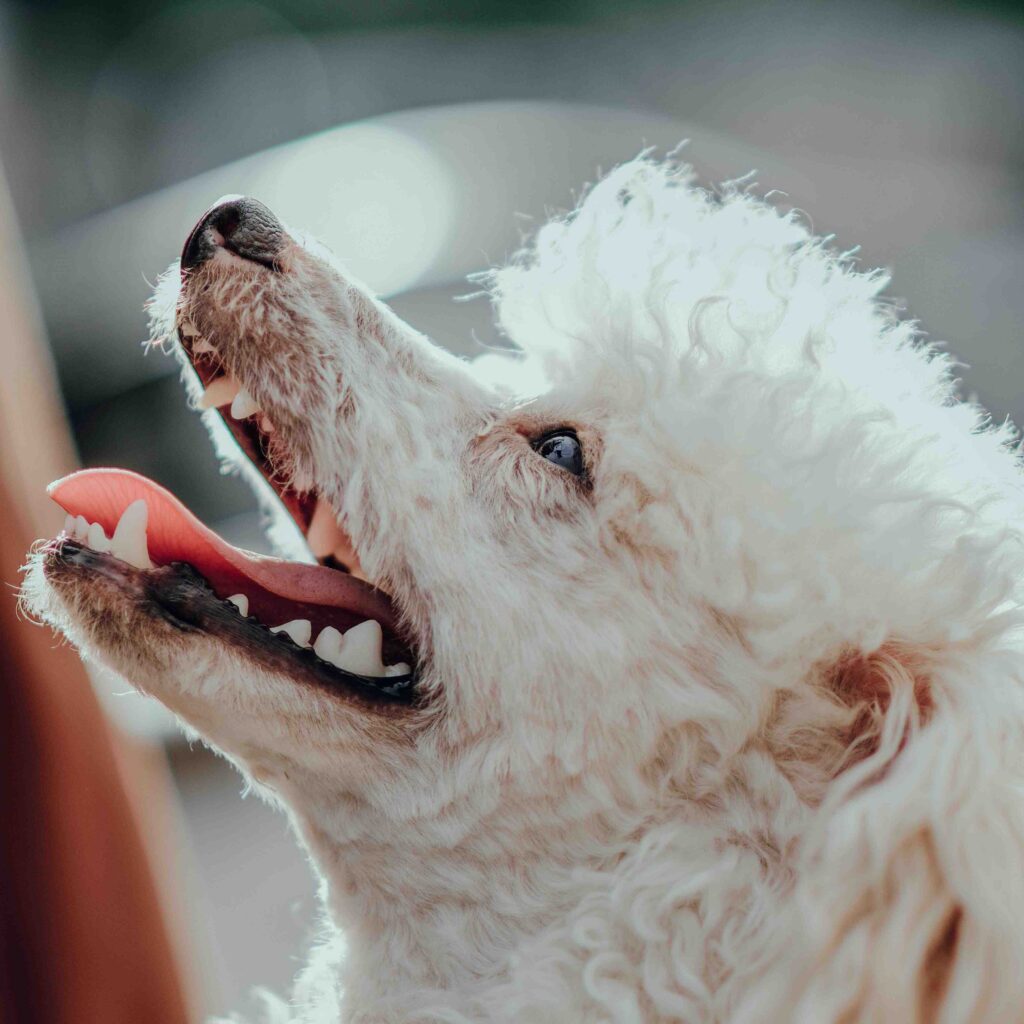 White moyen poodle looking up