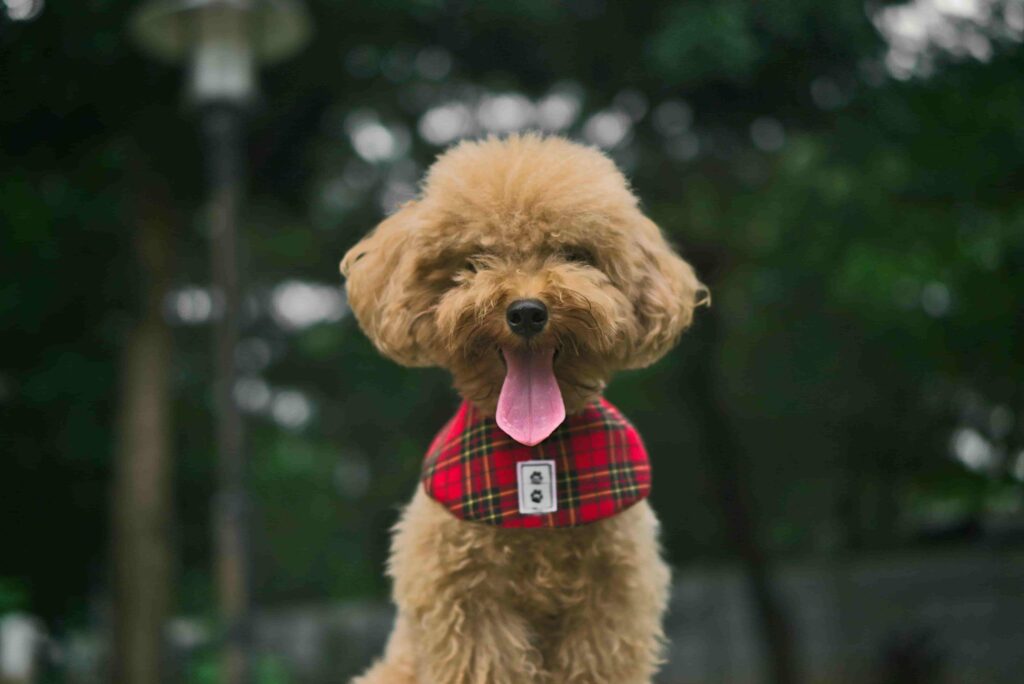 Brown Toy Poodle in sitting position