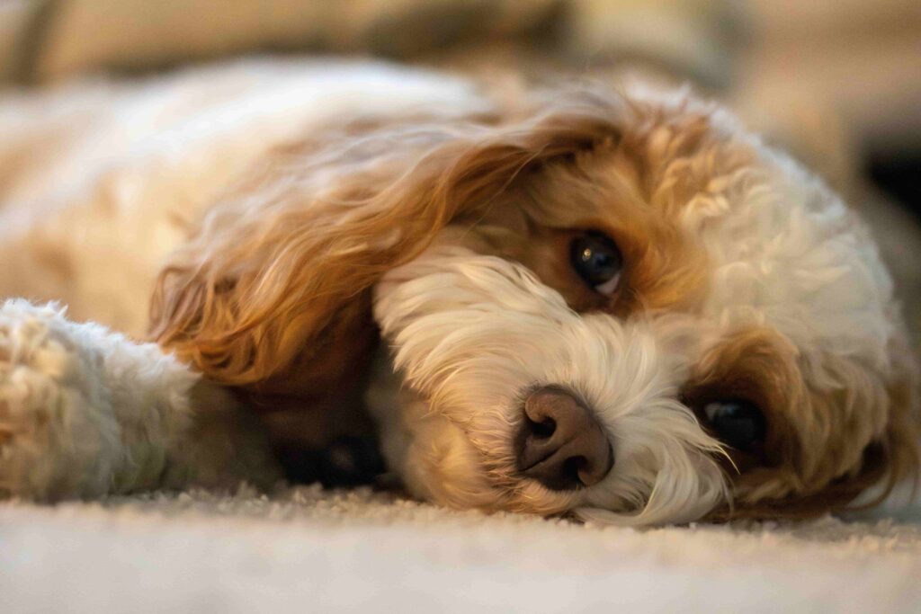 Poodle laying on carpet