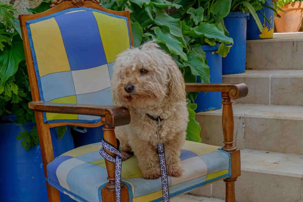 Toy Poodle sitting on chair