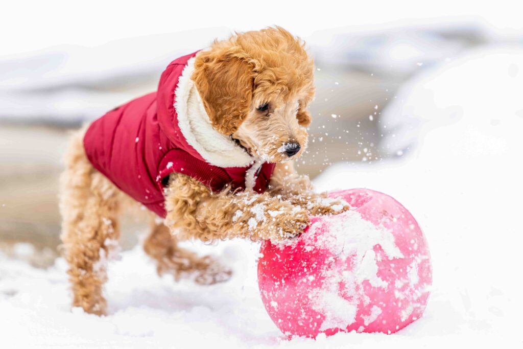 Small dog playing with toy