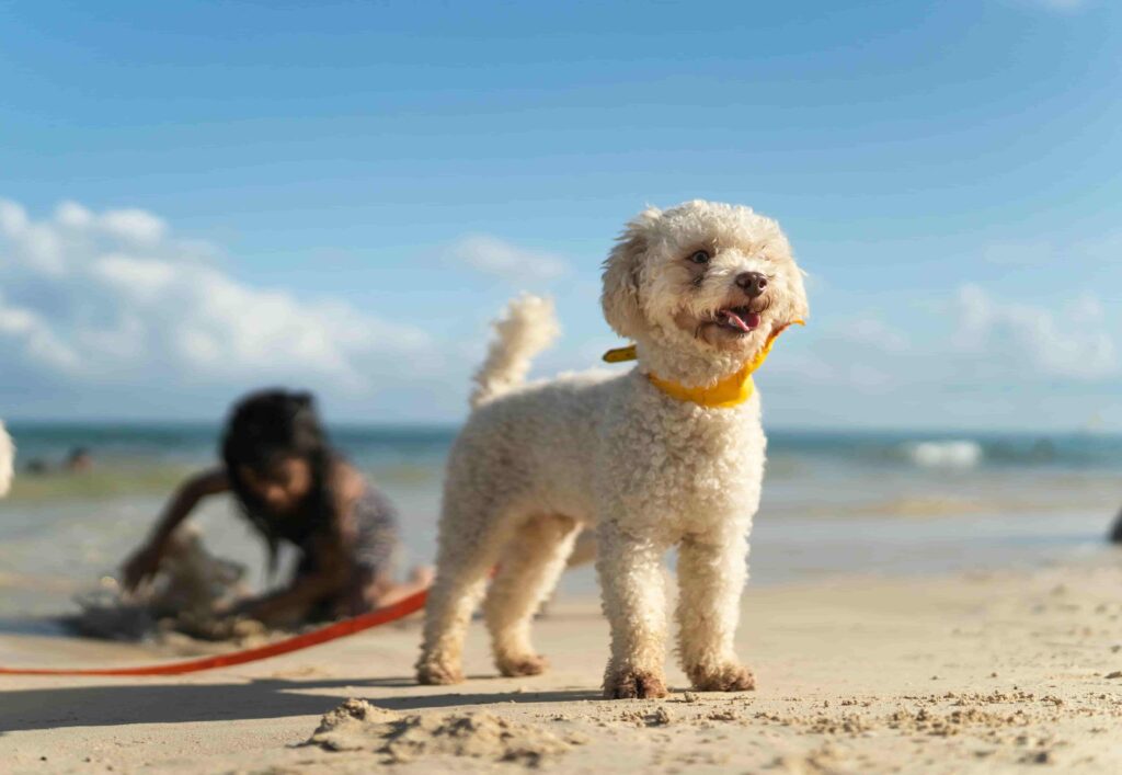 White dog standing on sand