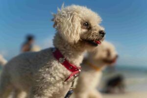 White dog standing on sand