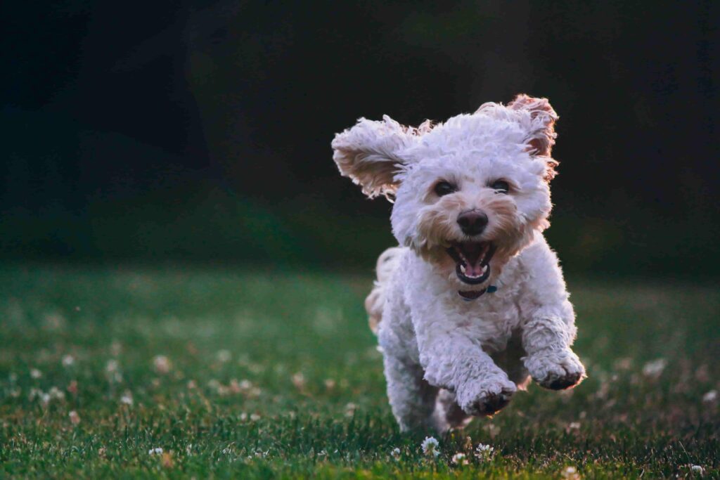 White dog running on grass